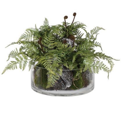 Fern Plant with Bark in Glass Fern Plant with Bark in Glass