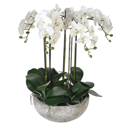 Large White Orchid Phalaenopsis in a Stone-look Bowl Large White Orchid Phalaenopsis in a Stone-look Bowl