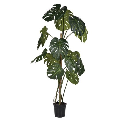 Green Monstera Tree in Black Pot Green Monstera Tree in Black Pot