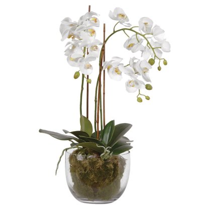 White Orchid Plant with Moss in a Glass Bowl White Orchid Plant with Moss in a Glass Bowl