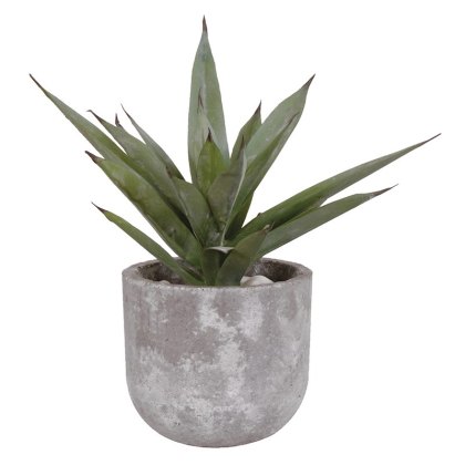 Aloe Vera Plant in a Grey Cement Pot Aloe Vera Plant in a Grey Cement Pot