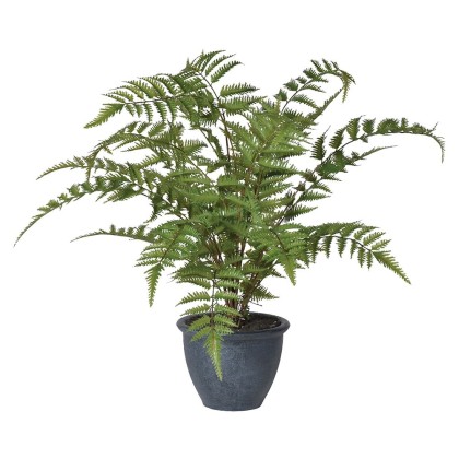 Green Bracken Fern Bush in a Dark Grey Pot Green Bracken Fern Bush in a Dark Grey Pot