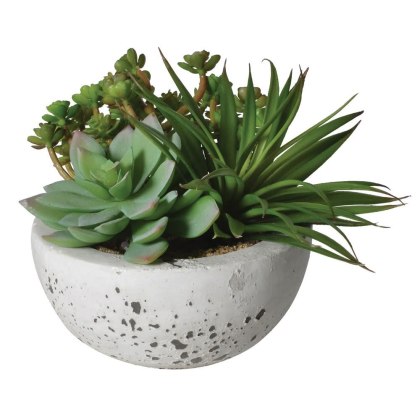 Assorted Green Succulents Arranged in a Cement Bowl Assorted Green Succulents Arranged in a Cement Bowl