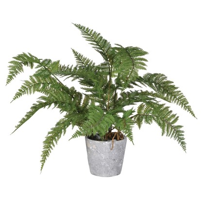 Green Bracken Fern Plant in a Grey Cement Pot Green Bracken Fern Plant in a Grey Cement Pot