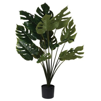 Green Monstera Plant in a Black Pot Green Monstera Plant in a Black Pot